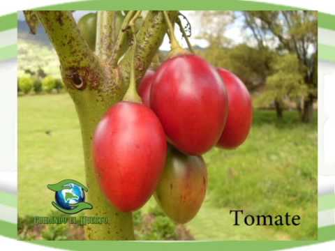 Arbol tomatillo
