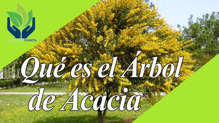 Acacia arbol hojas