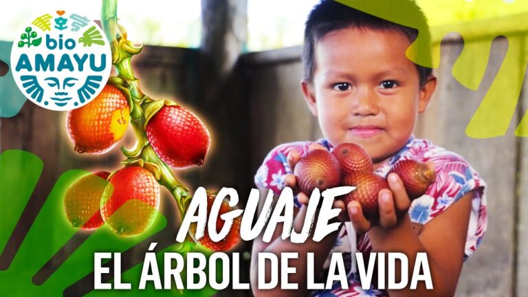 Aguaje: el poderoso árbol amazónico con numerosos beneficios