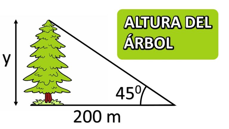 Como calcular la altura de un arbol