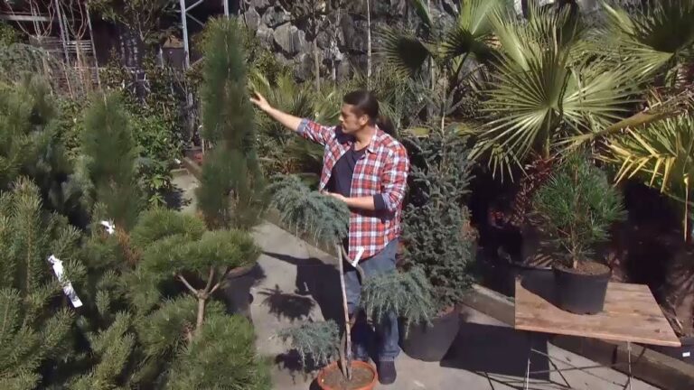 Descubre la magia de los árboles coníferos en tu jardín
