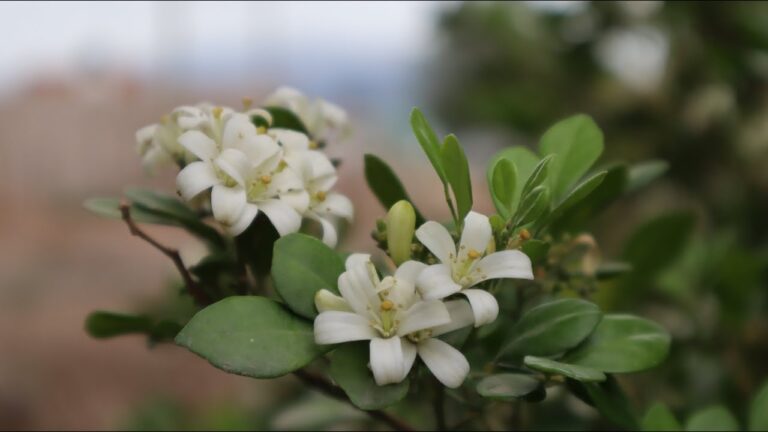 Descubre la belleza del árbol de la flor de azahar en tu jardín