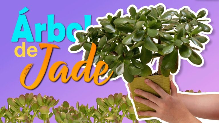 Guía para el Cuidado del Árbol de Jade en Interiores
