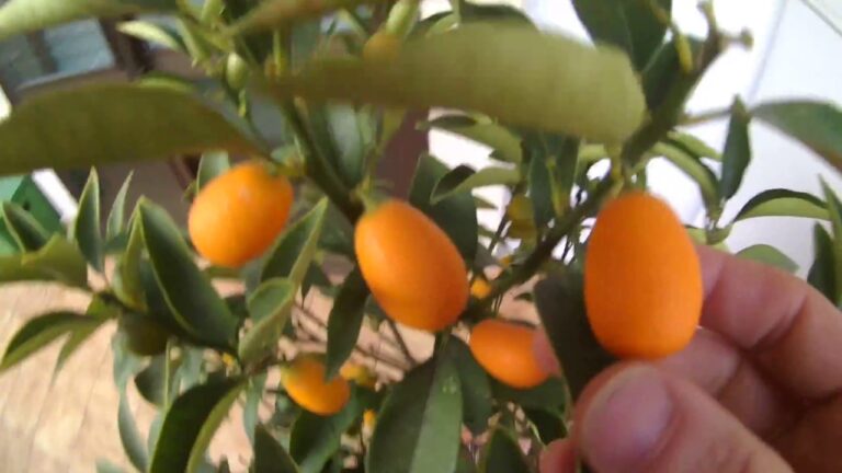 Discover the Beauty of Chinese Orange Trees: Awe
