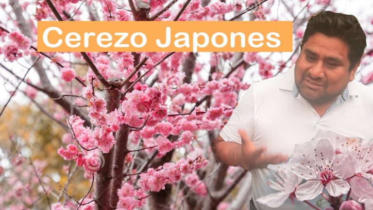 Descubre la belleza de la Sakura: el árbol cerezo más emblemático