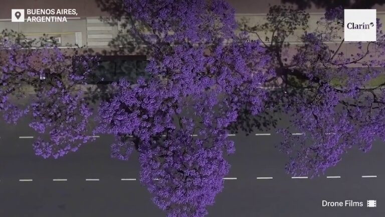 Descubre la belleza del árbol con flores violetas: un regalo para tus sentidos