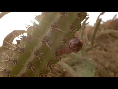 Descubre los beneficios del sorprendente árbol de la pitaya