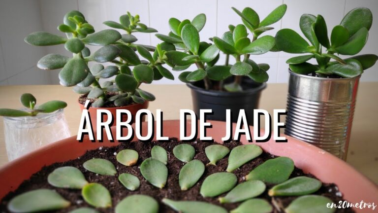 Cómo plantar un árbol de jade: guía paso a paso