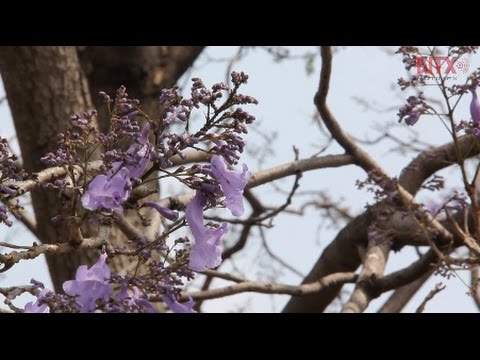 Arboles flor morada