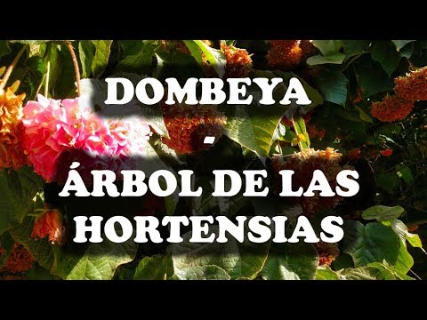 Arbol de hortensia