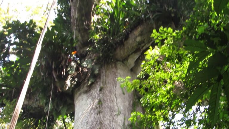Arboles gigantes amazonas