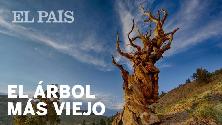 Descubre el árbol más viejo del mundo: 5000 años de historia