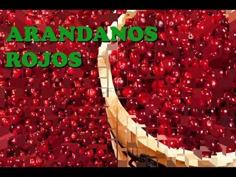 Descubre los secretos del árbol de arándano rojo en tu jardín