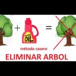 Seca tu árbol de manera efectiva y rápida con cloro