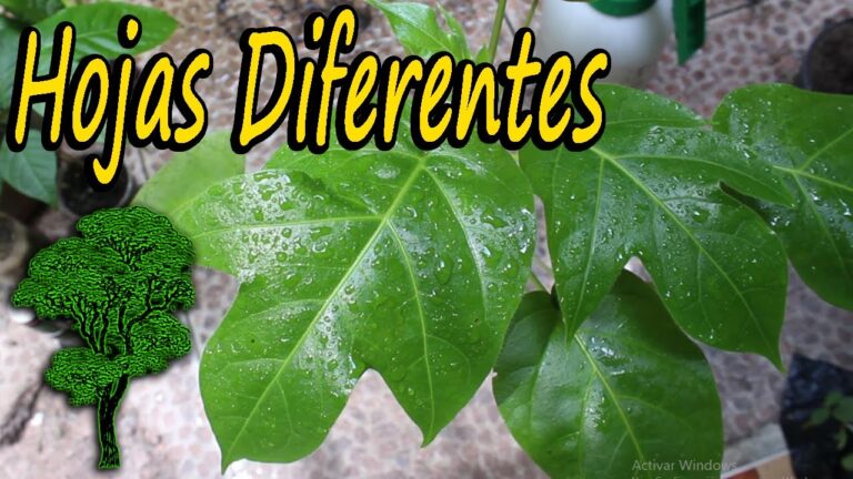 Conoce los beneficios de recolectar hojas de árboles frutales