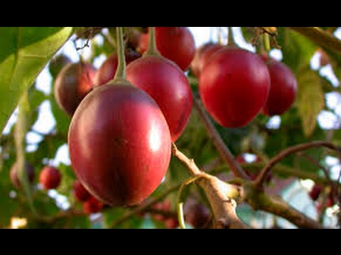 Descubre el sabor exótico del tomate de árbol venezolano