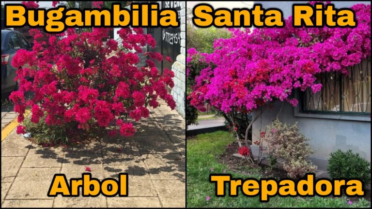El árbol de bugambilia: características y cuidados