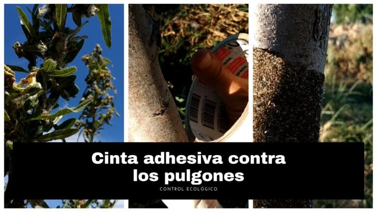 Protege tus árboles con la cinta adhesiva especial: ¡Evita daños inesperados!
