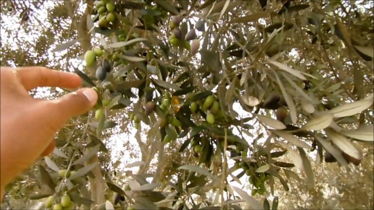 Descubre los sorprendentes beneficios del árbol de la aceituna en tu huerto