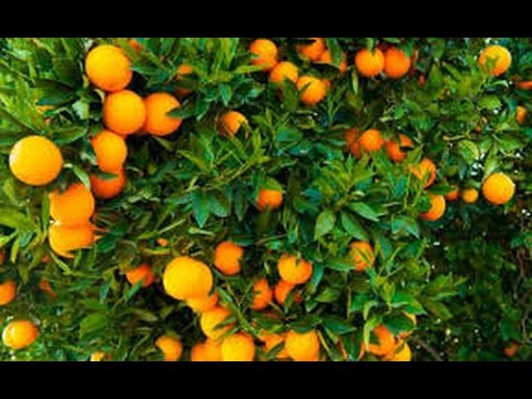 Descubre el exquisito sabor del árbol de naranja dulce en tu propia casa