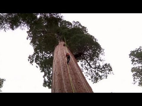 Descubre la majestuosidad de la sequoia, el árbol gigante del oeste