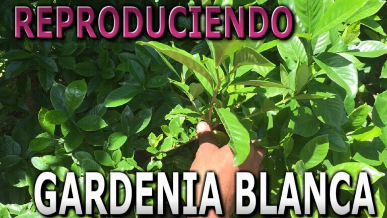 Descubre la belleza natural de la Gardenia Arbol en tu jardín