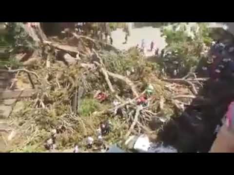 Trágica caída de árbol en Santo Domingo, Murcia