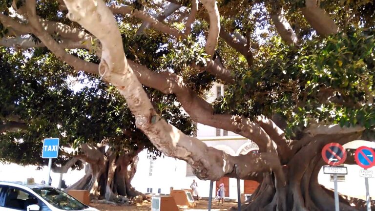 Los impresionantes árboles centenarios de Cádiz