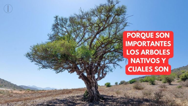 Los árboles mexicanos: belleza natural y biodiversidad